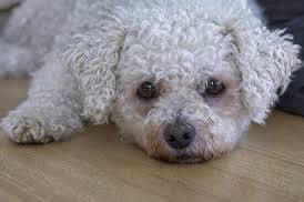 Care for an Aging Bichon Frise