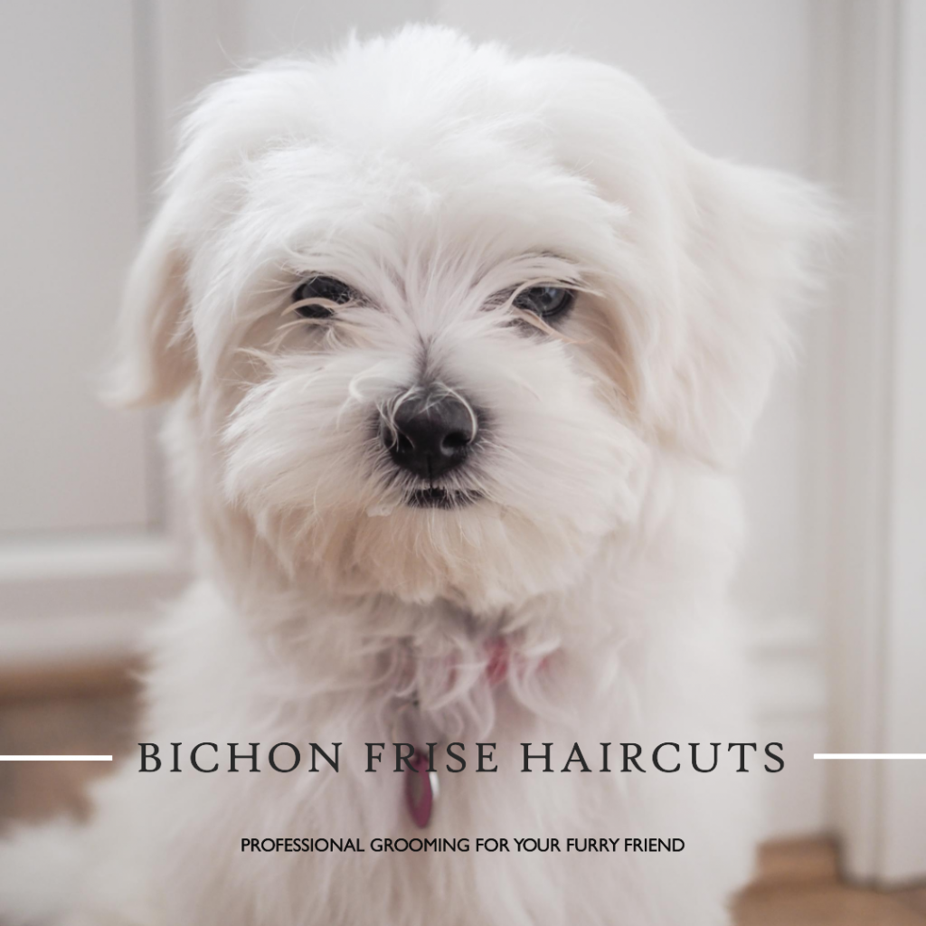 Bichon Frise Haircuts