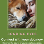 exploring your dogs gaze