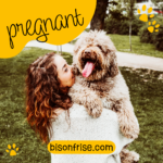 Caring for a Pregnant Bichon Frise