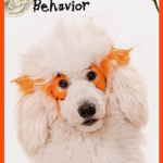Understanding Bichon Frise Behavior