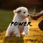 Training a Bichon Frise