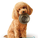 Bichon Frise Diet