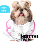 Bichon Frise Coat Care
