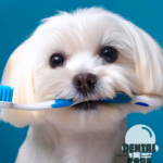Bichon Frise Dental Care