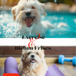 Regular Exercise for Bichon Frises