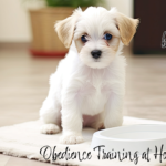 Obedience Training for Bichon Frise at Home