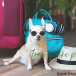 Traveling with a Bichon