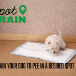 Train Your Dog to Pee in a Desired Spot