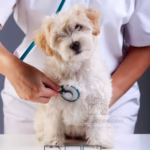 bichon frise health insurance