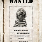 Bichon Frise hypoallergenic dog breed