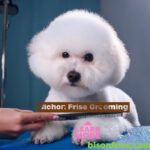 Grooming a Bichon Frise
