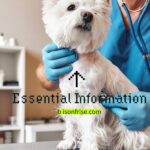 Bichon Frise’s health