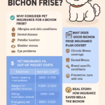 Infographic comparing pet insurance costs for Bichon Frise health issues like dental care, bladder stones, and allergies.