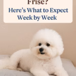 Pregnant Bichon Frise? Here’s What to Expect Week by Week.