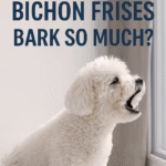 A fluffy white Bichon Frise mid-bark while looking out a window. Text overlay reads 'Why Do Bichon Frises Bark So Much?'