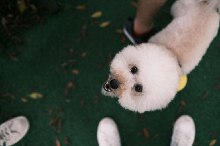 Bichon Frise FAQ: The Questions Owners Ask Most