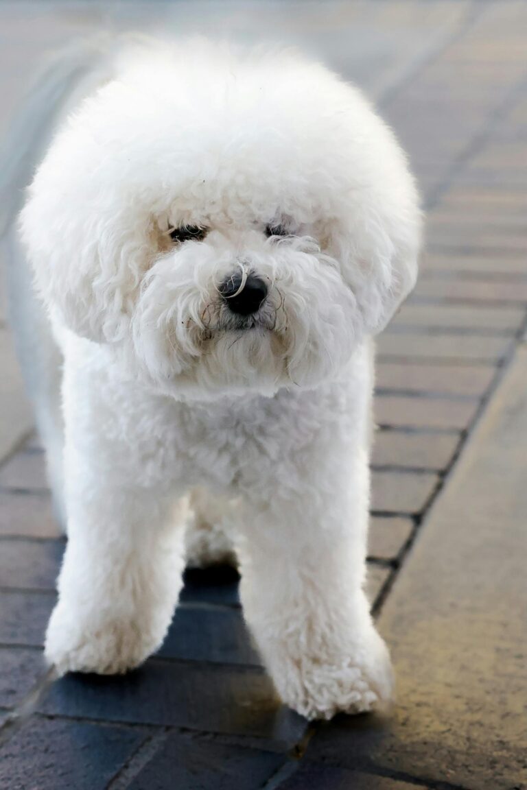 Bichon Frise vs. Maltese: Which Small, Fluffy Breed Fits You?