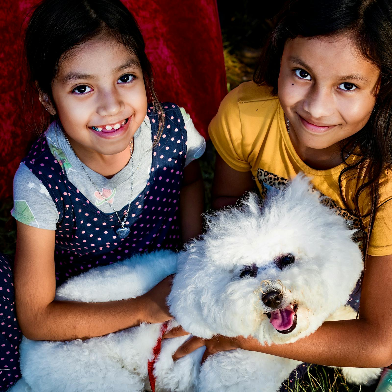 Healthy Bichon Frise lifestyle routine