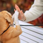 Bichon Frise House‑Training: A Simple, Repeatable Plan