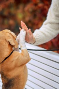 Bichon Frise House‑Training: A Simple, Repeatable Plan