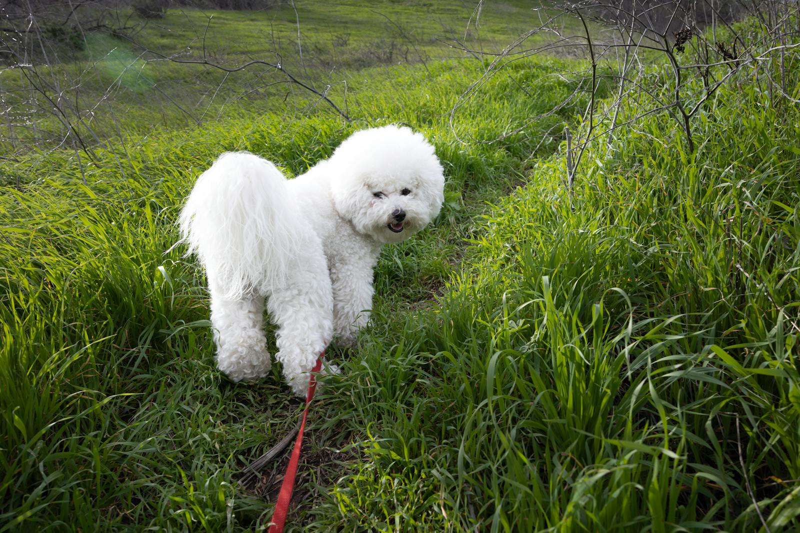 Bichon Frise wellness routine inspiration