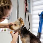Professional vs. At‑Home Grooming for Bichons: What Works Best