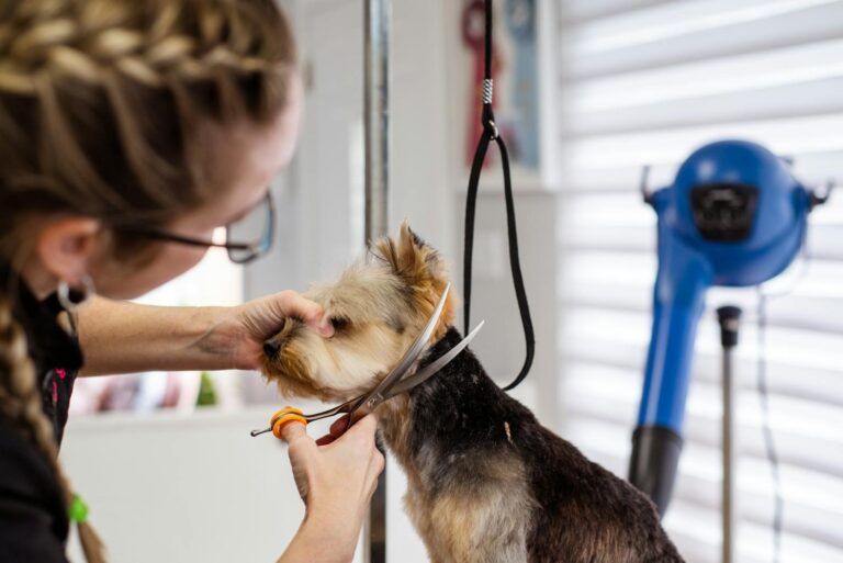 Professional vs. At‑Home Grooming for Bichons: What Works Best