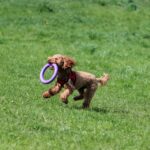 Best Toys for Bichon Frise: Safe, Fun Picks by Play Style