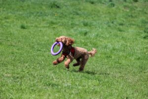 Best Toys for Bichon Frise: Safe, Fun Picks by Play Style