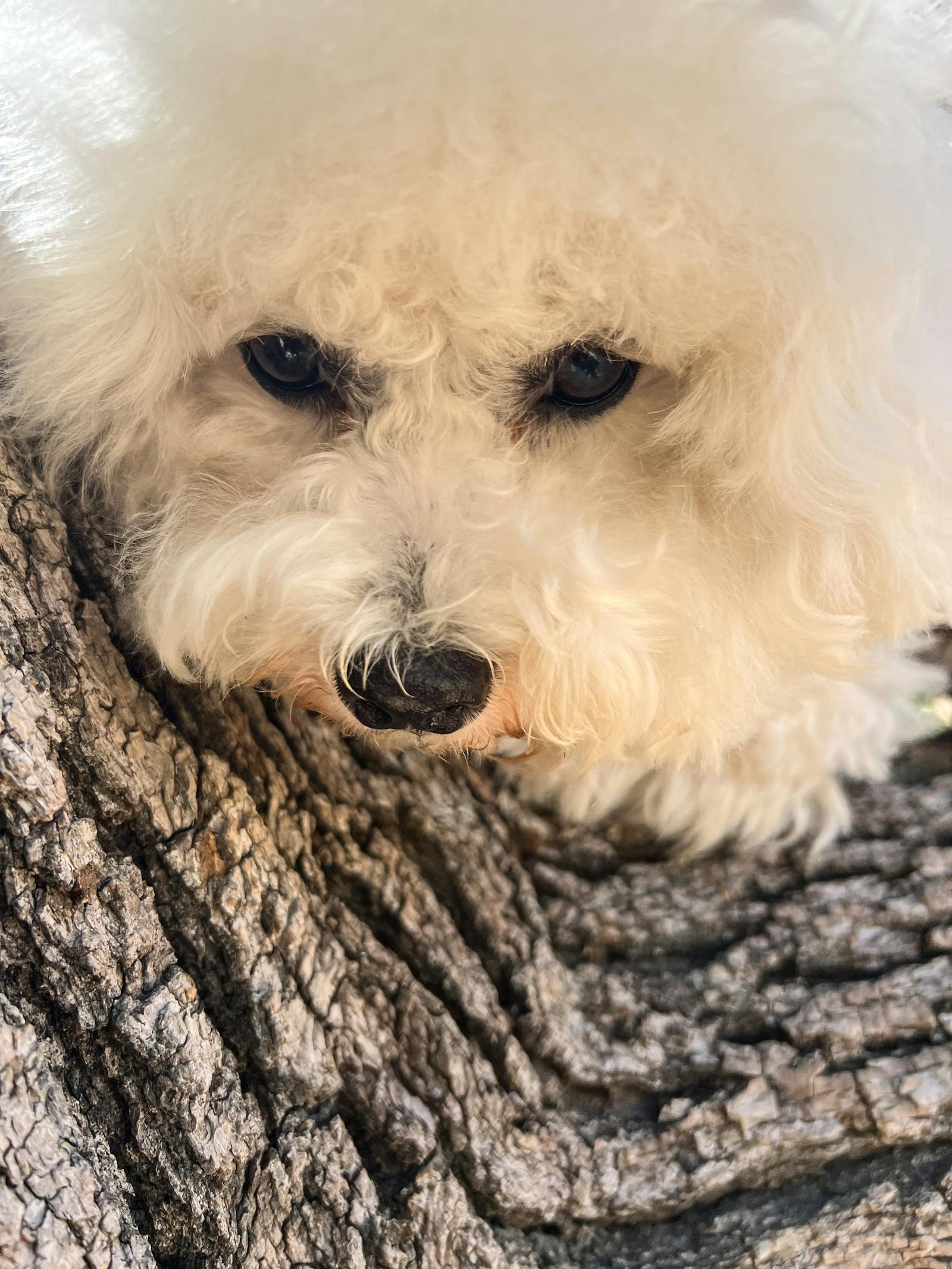 Bichon Frise protective care and comfort