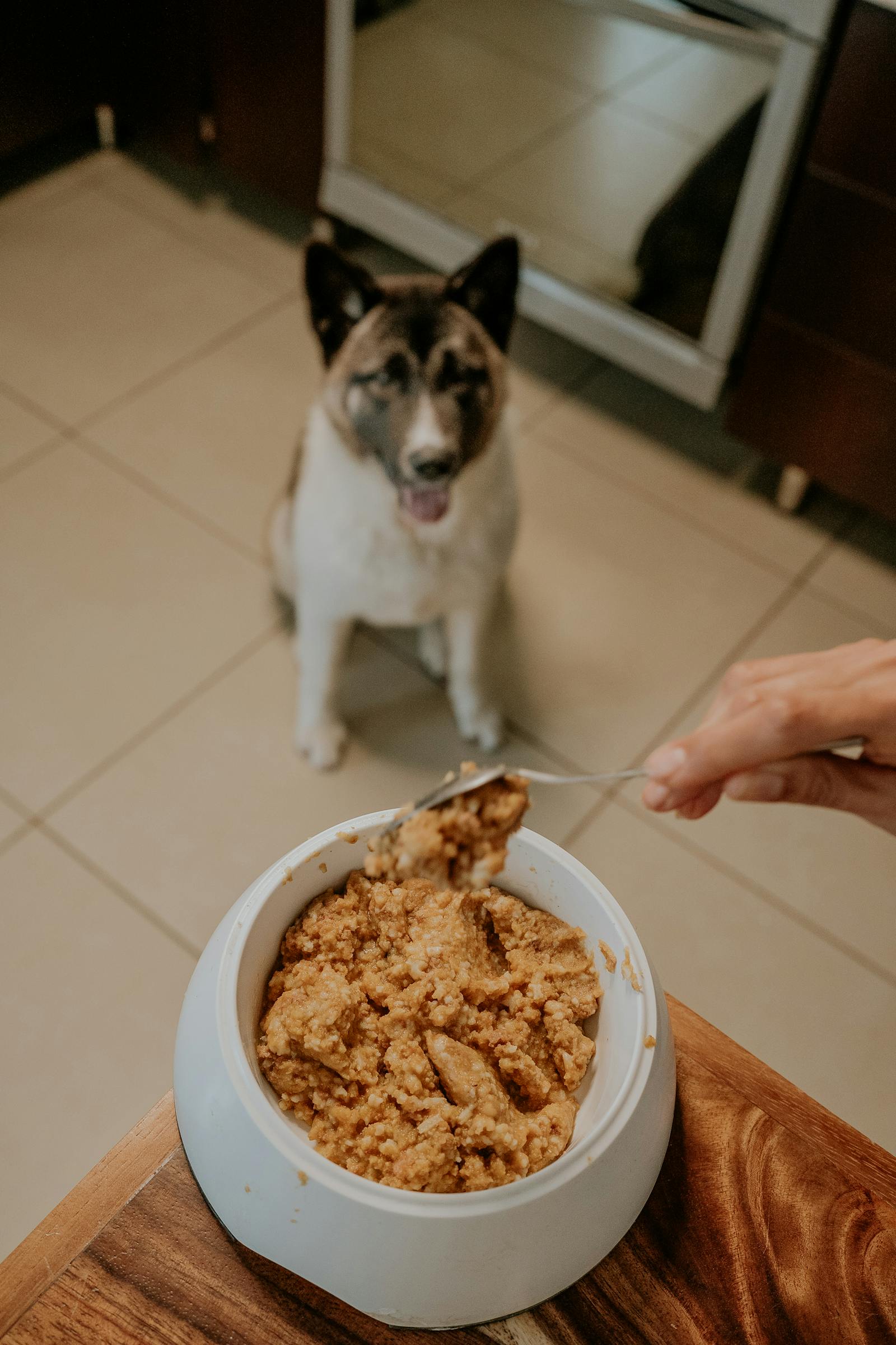 Premium dog food and simple nutrition choices