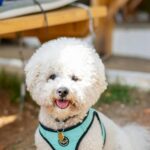 Bichon Frise Summer Coat Care: Keep Cool Without Shaving
