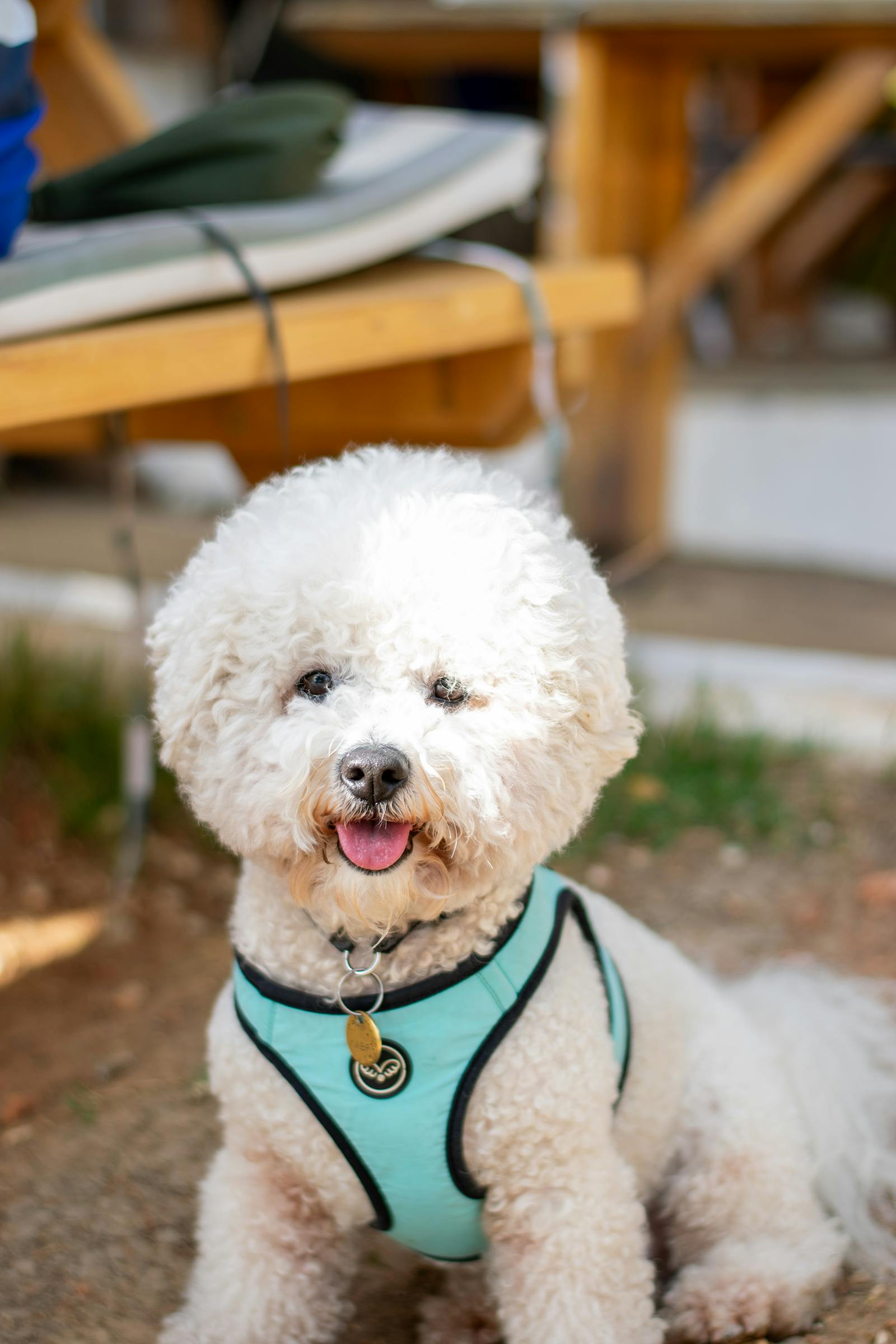 Happy Bichon Frise resting outside in a teal harness