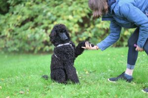 Bichon Frise Tricks: Easy, Fun Commands to Teach First