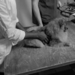 Bichon Frise First‑Aid Guide: What to Do Until You Reach the Vet
