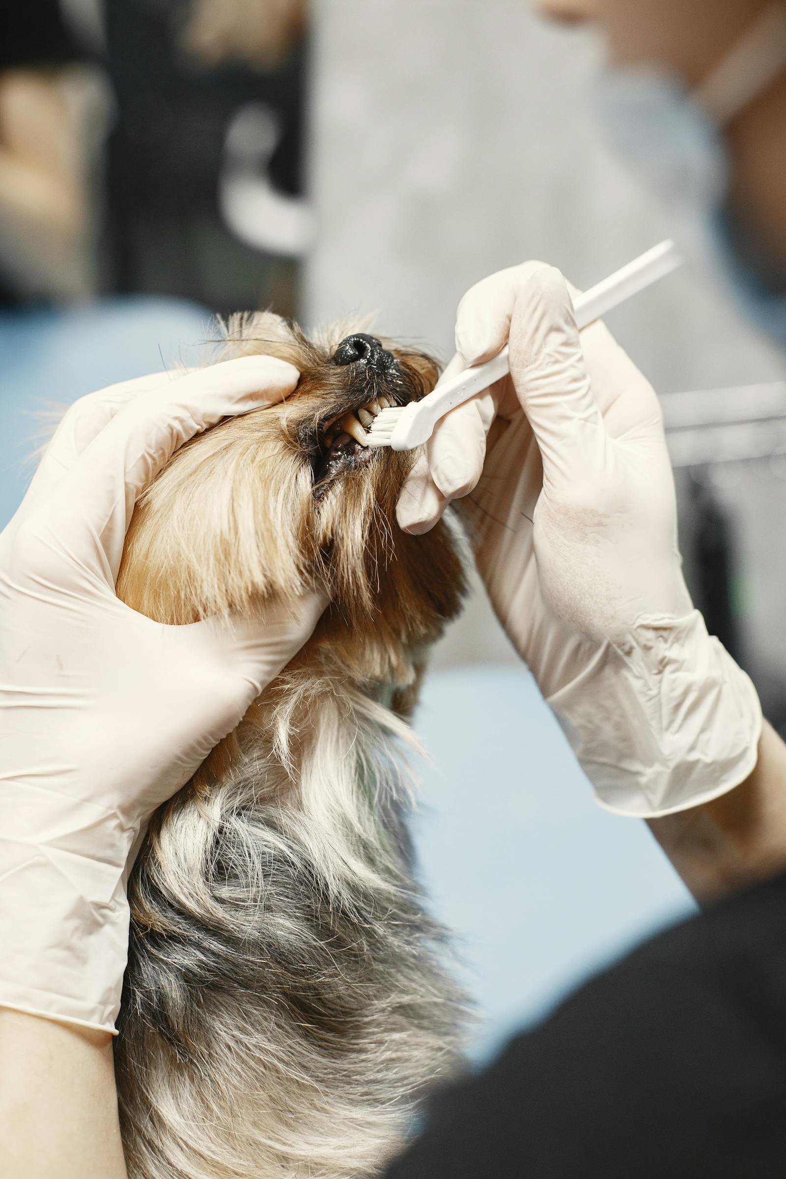 Small dog daily care and enrichment
