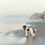 Can Bichon Frises Swim? Safety Tips, Training Guide & What Every Owner Should Know