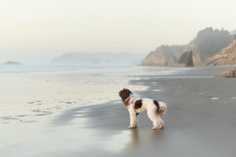 Can Bichon Frises Swim? Safety Tips, Training Guide & What Every Owner Should Know